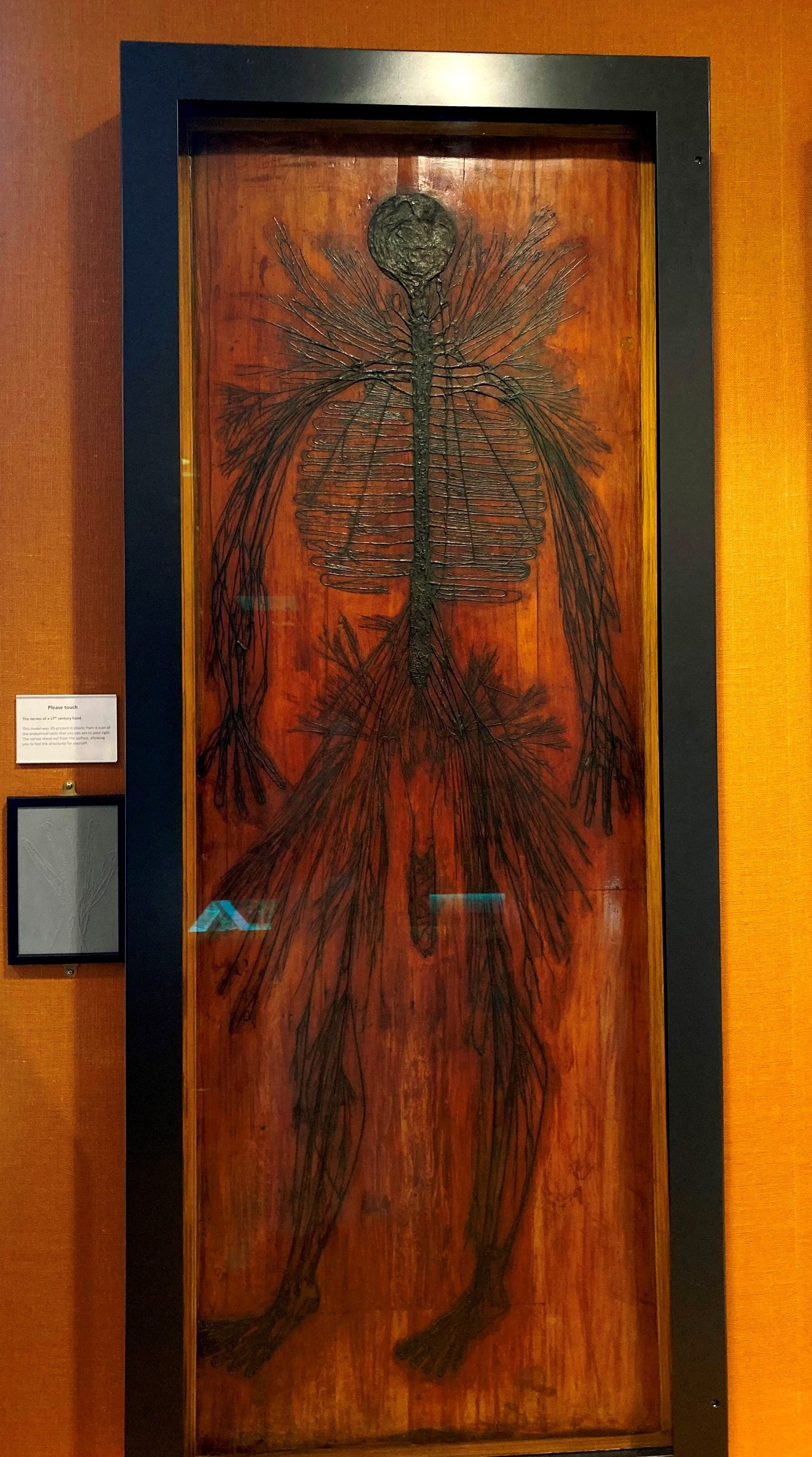 RCP Anatomical tables, London by Domiziana Nardelli and Francesco Gambioli - 03.jpeg